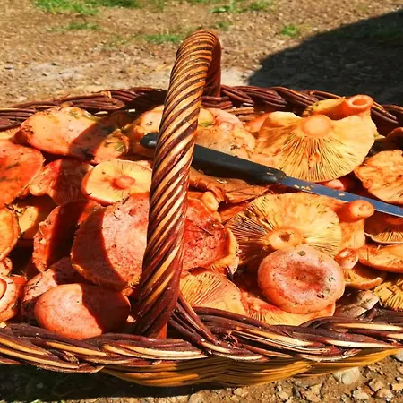 Apartmán El Trevol Camprodon